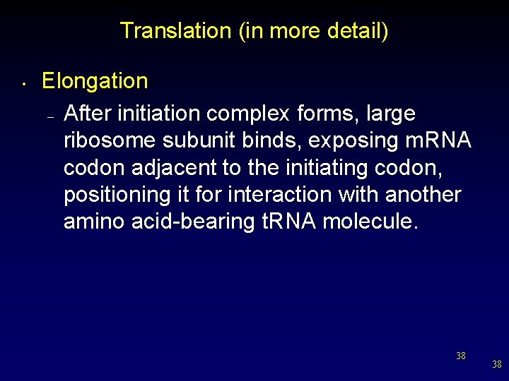 Translation (in more detail) • Elongation – After initiation complex forms, large ribosome subunit