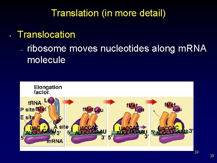 Translation (in more detail) • Translocation – ribosome moves nucleotides along m. RNA molecule