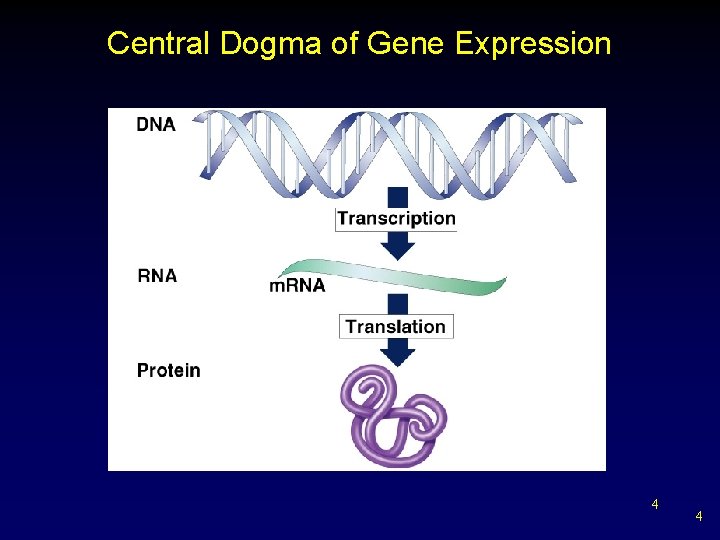 Central Dogma of Gene Expression 4 4 