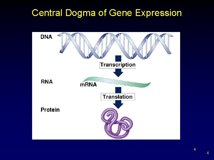 Central Dogma of Gene Expression 4 4 