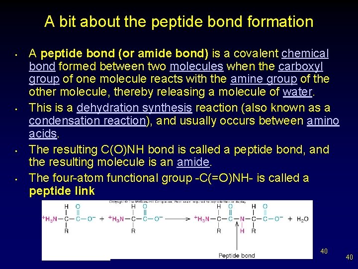 A bit about the peptide bond formation • • A peptide bond (or amide