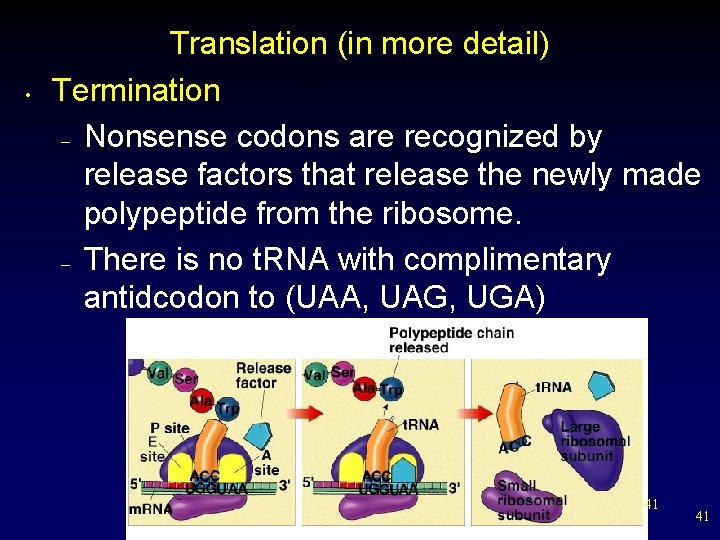  • Translation (in more detail) Termination – Nonsense codons are recognized by release