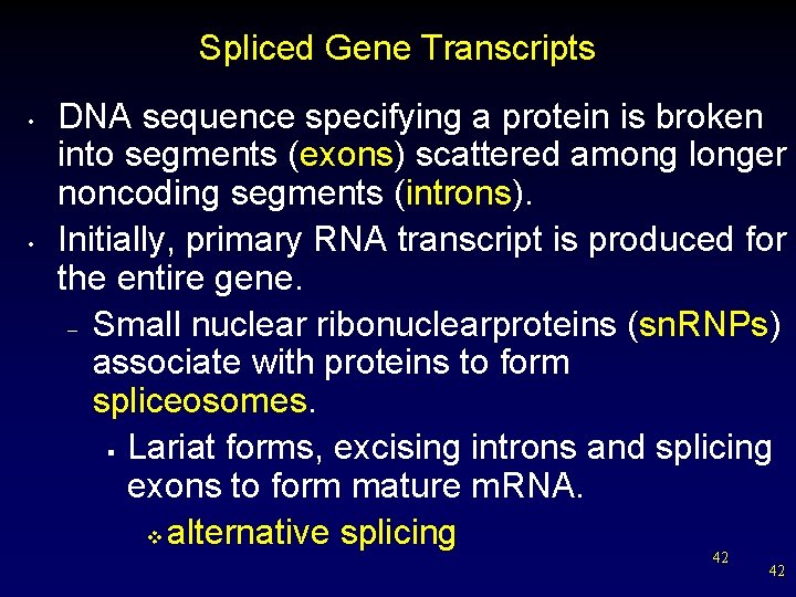 Spliced Gene Transcripts • • DNA sequence specifying a protein is broken into segments