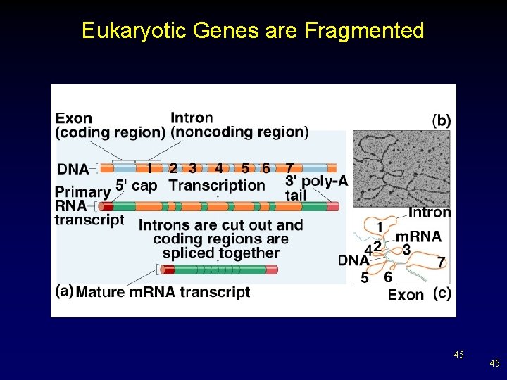 Eukaryotic Genes are Fragmented 45 45 