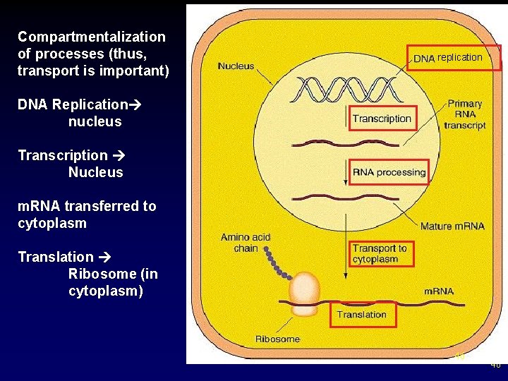 Compartmentalization of processes (thus, transport is important) replication DNA Replication nucleus Transcription Nucleus m.