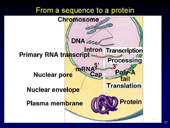 From a sequence to a protein 47 47 