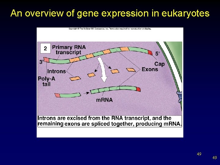 An overview of gene expression in eukaryotes 49 49 