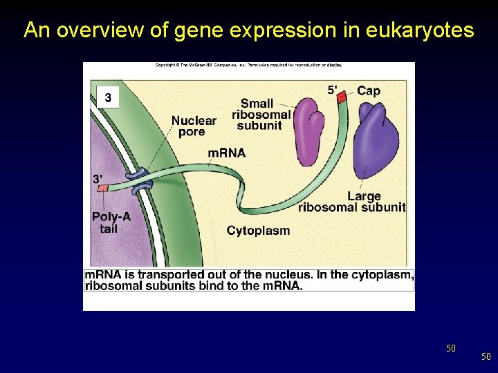 An overview of gene expression in eukaryotes 50 50 