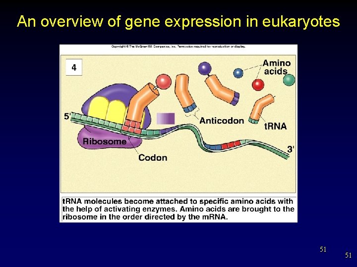 An overview of gene expression in eukaryotes 51 51 
