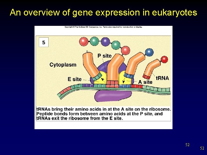 An overview of gene expression in eukaryotes 52 52 