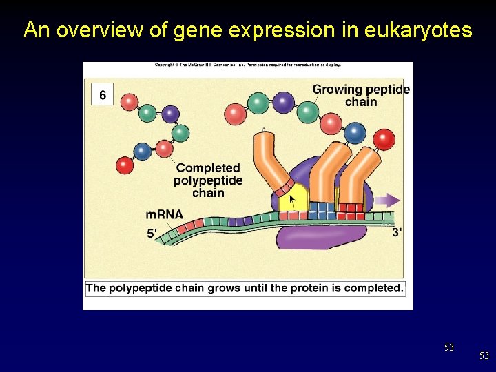 An overview of gene expression in eukaryotes 53 53 