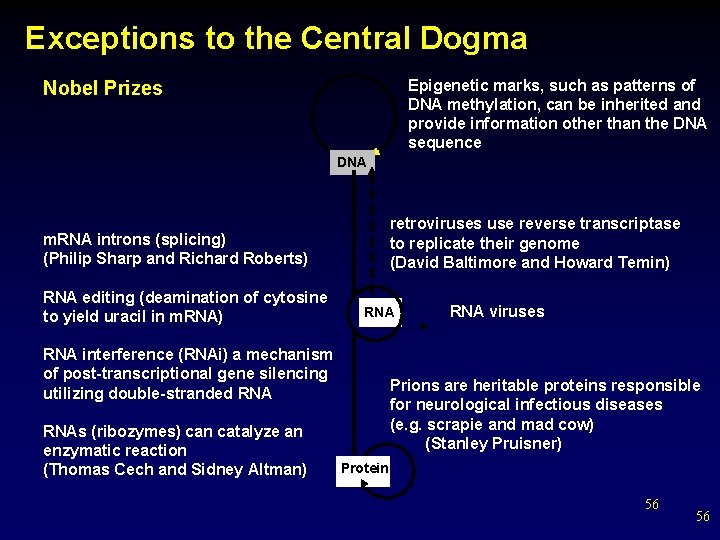 Exceptions to the Central Dogma Epigenetic marks, such as patterns of DNA methylation, can