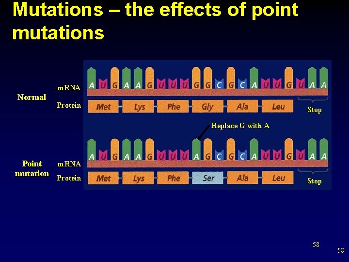 Mutations – the effects of point mutations m. RNA Normal Protein Stop Replace G