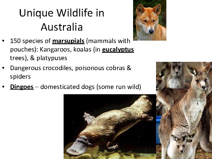 Unique Wildlife in Australia • 150 species of marsupials (mammals with pouches): Kangaroos, koalas