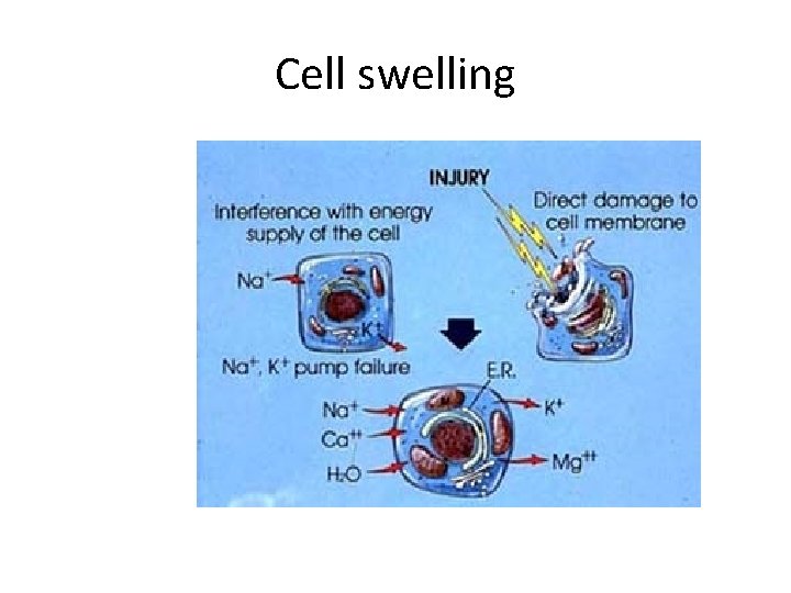 Cell swelling 