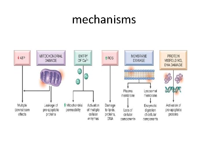 mechanisms 