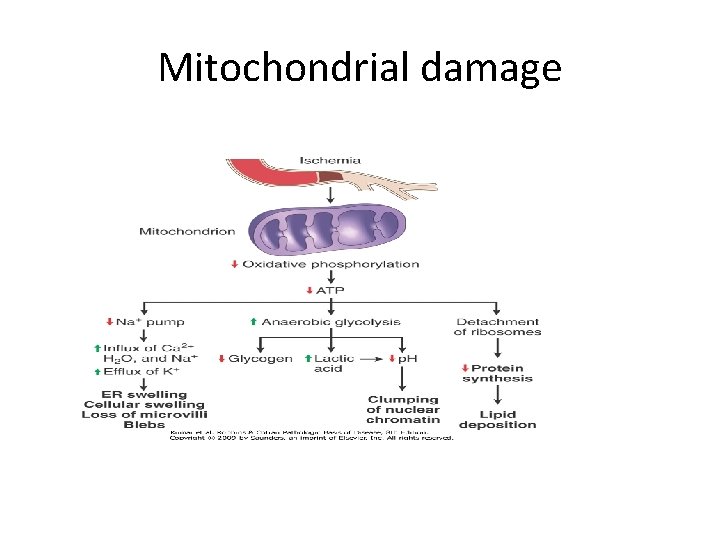 Mitochondrial damage 