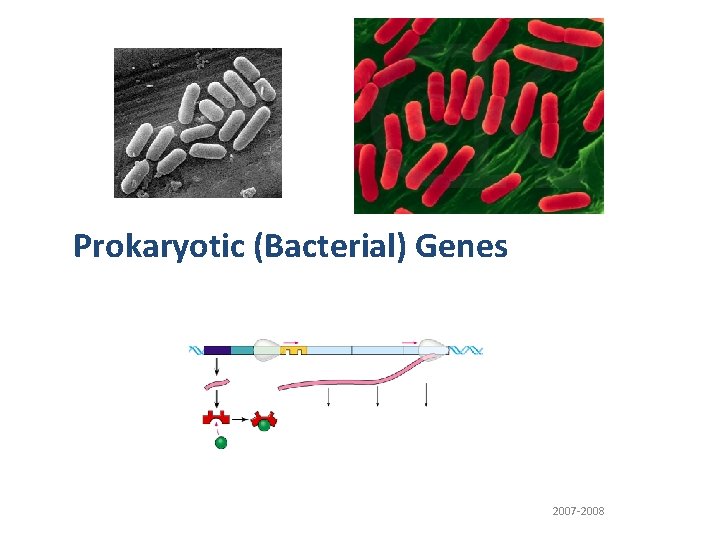 Prokaryotic (Bacterial) Genes 2007 -2008 