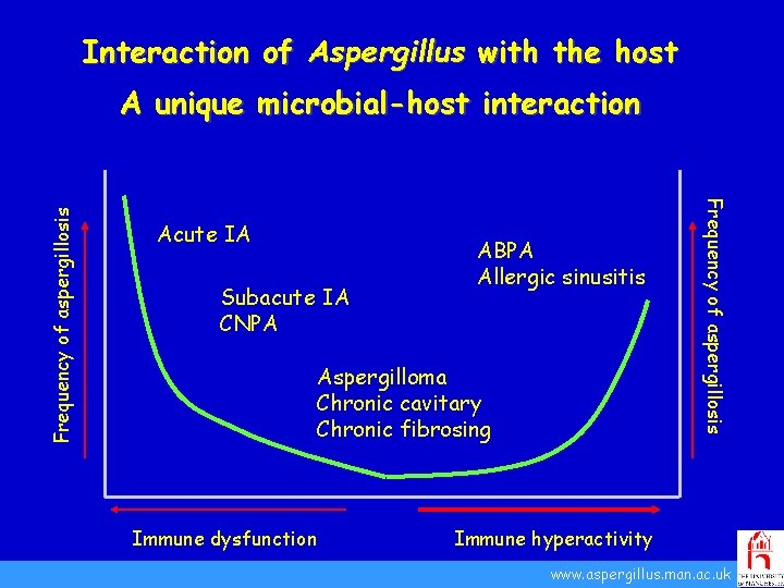 Interaction of Aspergillus with the host Acute IA ABPA Allergic sinusitis Subacute IA CNPA