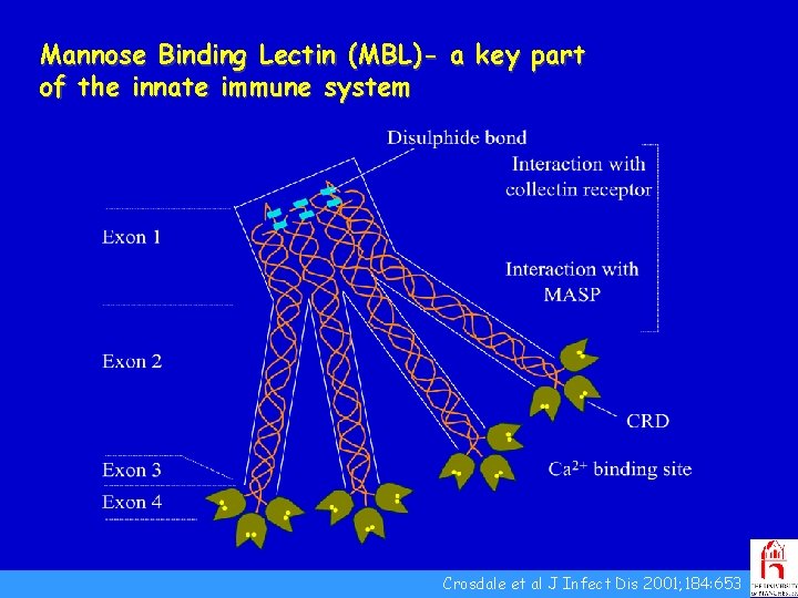 Mannose Binding Lectin (MBL)- a key part of the innate immune system Crosdale et