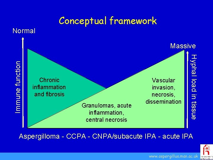 Normal Conceptual framework Chronic inflammation and fibrosis Granulomas, acute inflammation, central necrosis Vascular invasion,