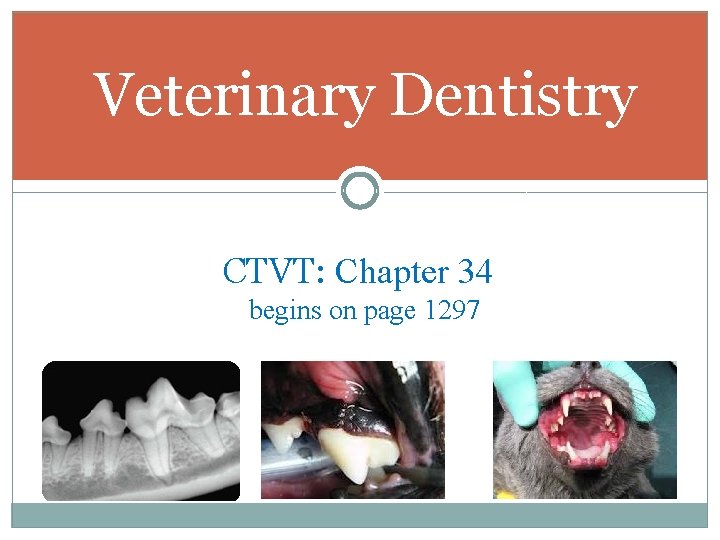 Veterinary Dentistry CTVT: Chapter 34 begins on page 1297 