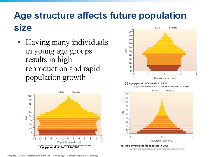 Age structure affects future population size • Having many individuals in young age groups