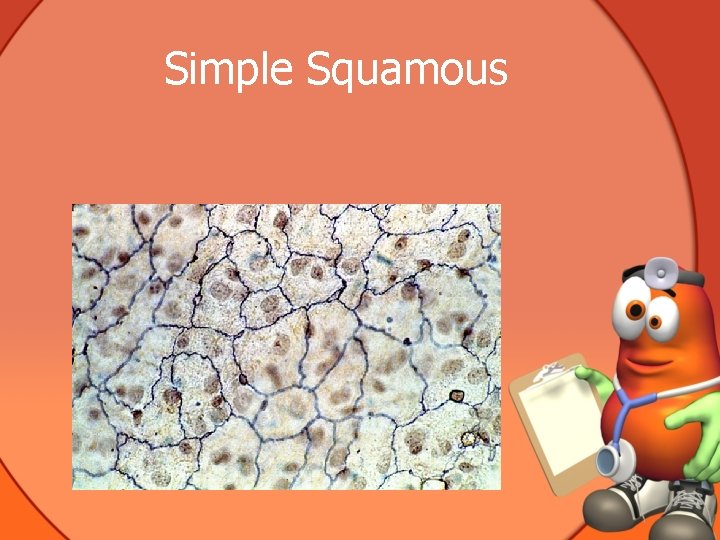 Chapter 1 Human Body Orientation What is Anatomy