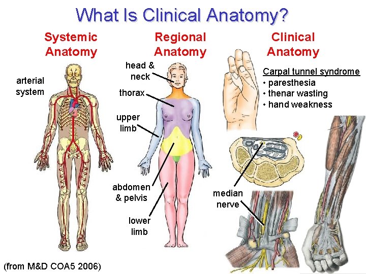 What Is Clinical Anatomy? Systemic Anatomy arterial system Regional Anatomy Clinical Anatomy head &