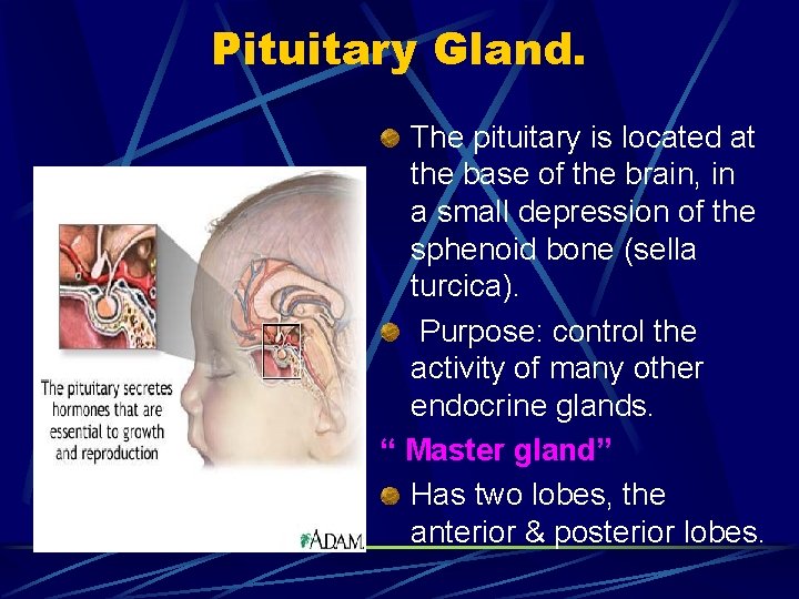 Pituitary Gland. The pituitary is located at the base of the brain, in a