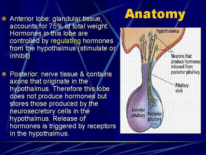 Anterior lobe: glandular tissue, accounts for 75% of total weight. Hormones in this lobe