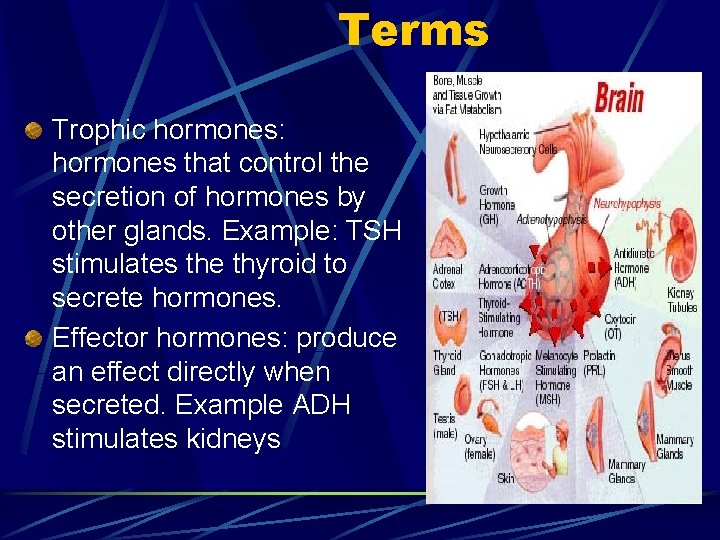 Terms Trophic hormones: hormones that control the secretion of hormones by other glands. Example: