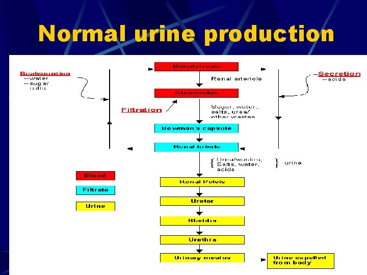 Normal urine production 