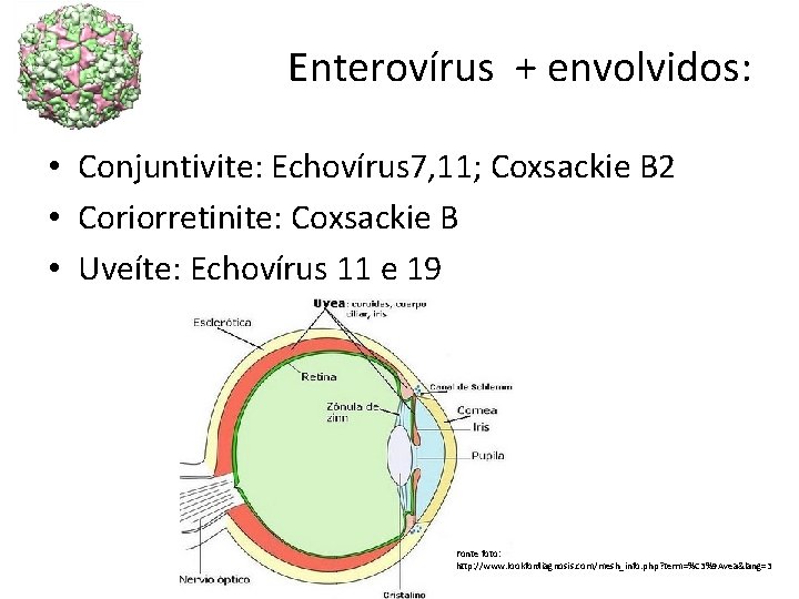 Enterovírus + envolvidos: • Conjuntivite: Echovírus 7, 11; Coxsackie B 2 • Coriorretinite: Coxsackie