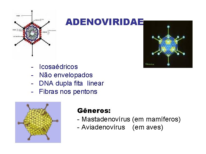 ADENOVIRIDAE - Icosaédricos Não envelopados DNA dupla fita linear Fibras nos pentons Gêneros: -