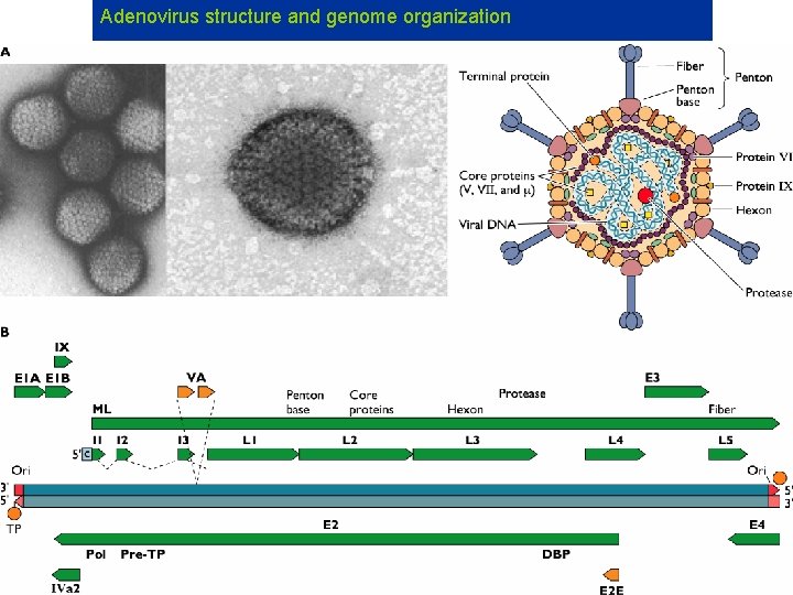 Adenovirus structure and genome organization 