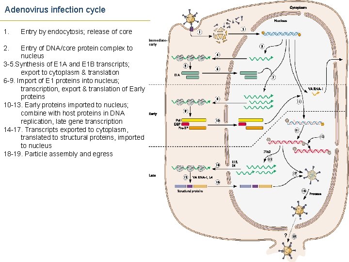 Adenovirus infection cycle 1. 2. Entry by endocytosis; release of core Entry of DNA/core