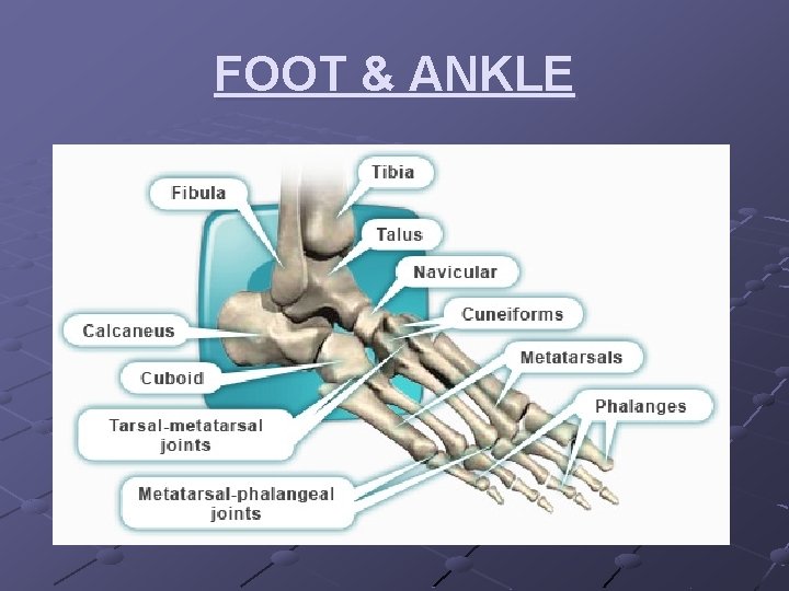 FOOT & ANKLE 