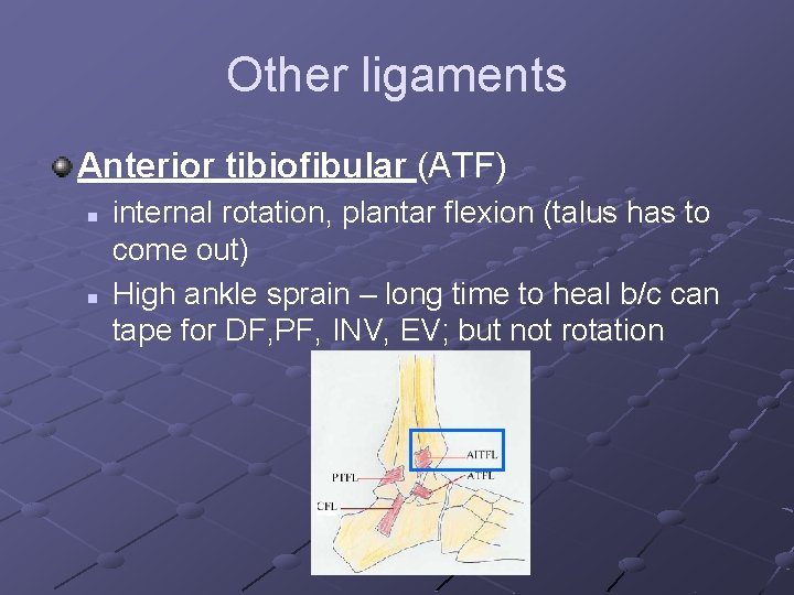Other ligaments Anterior tibiofibular (ATF) n n internal rotation, plantar flexion (talus has to