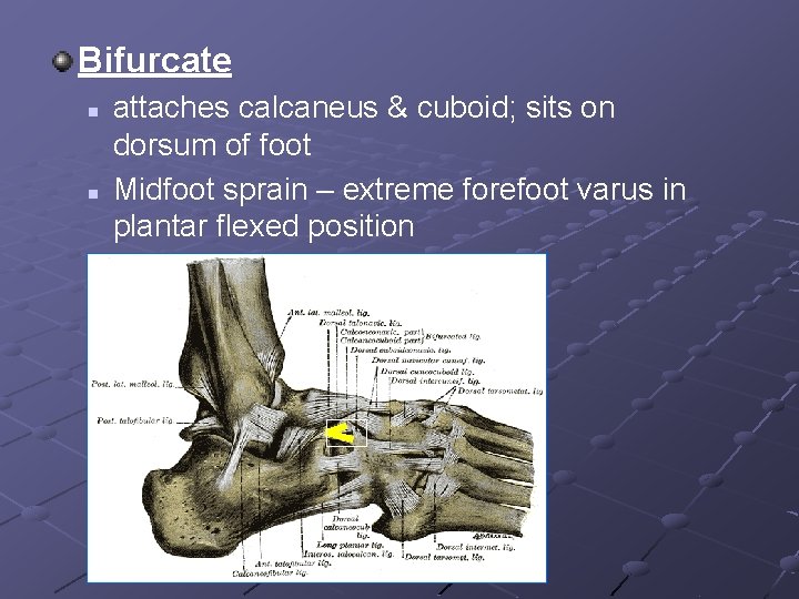 Bifurcate n n attaches calcaneus & cuboid; sits on dorsum of foot Midfoot sprain