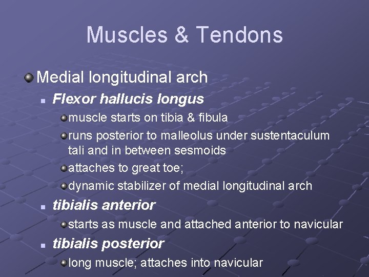 Muscles & Tendons Medial longitudinal arch n Flexor hallucis longus muscle starts on tibia