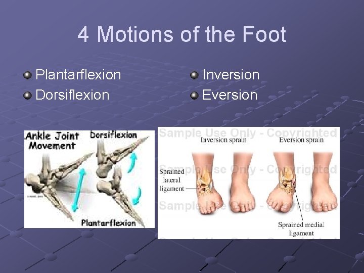 4 Motions of the Foot Plantarflexion Dorsiflexion Inversion Eversion 