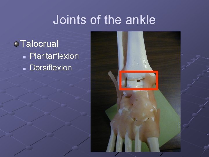 Joints of the ankle Talocrual n n Plantarflexion Dorsiflexion 