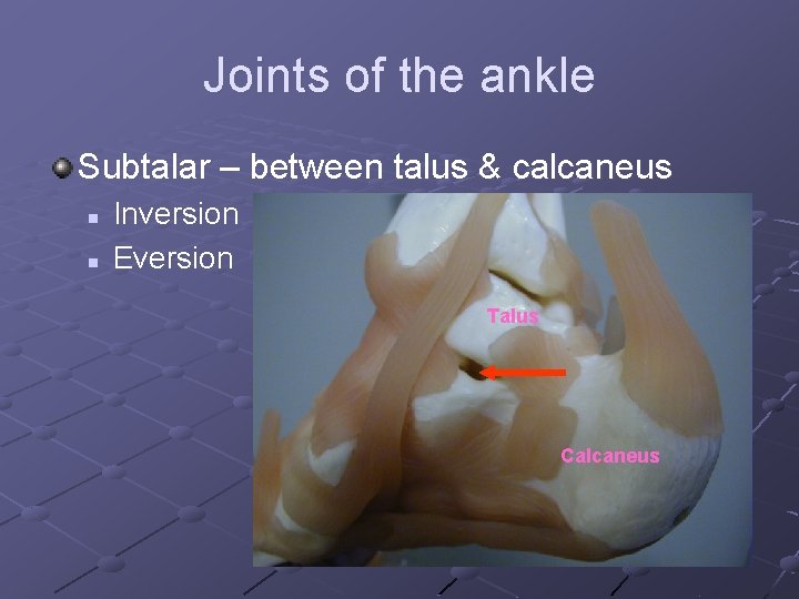 Joints of the ankle Subtalar – between talus & calcaneus n n Inversion Eversion
