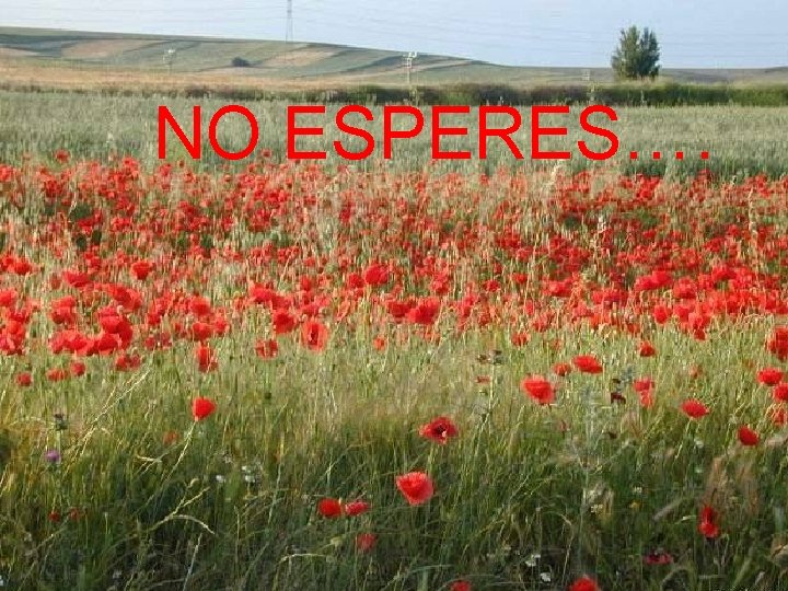 NO ESPERES…. NO ESPERES….
