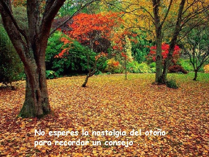 No esperes la nostalgia del otoño para recordar un consejo. . . No esperes la nostalgia del otoño para recordar un consejo. . .
