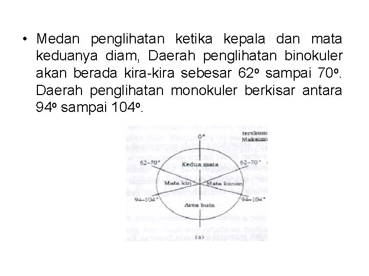  • Medan penglihatan ketika kepala dan mata keduanya diam, Daerah penglihatan binokuler akan
