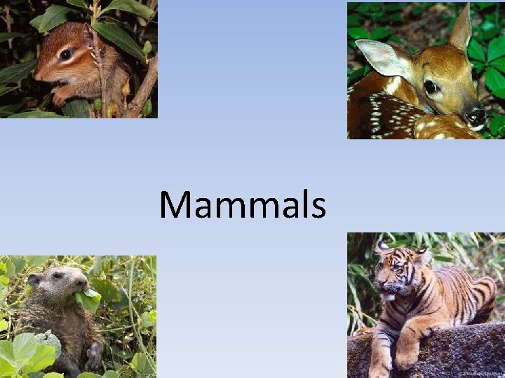 Mammals 