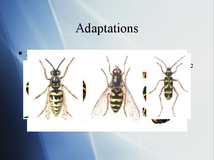 Adaptations § Sometimes a successfully organisms have mimic species which imitates the advantage of