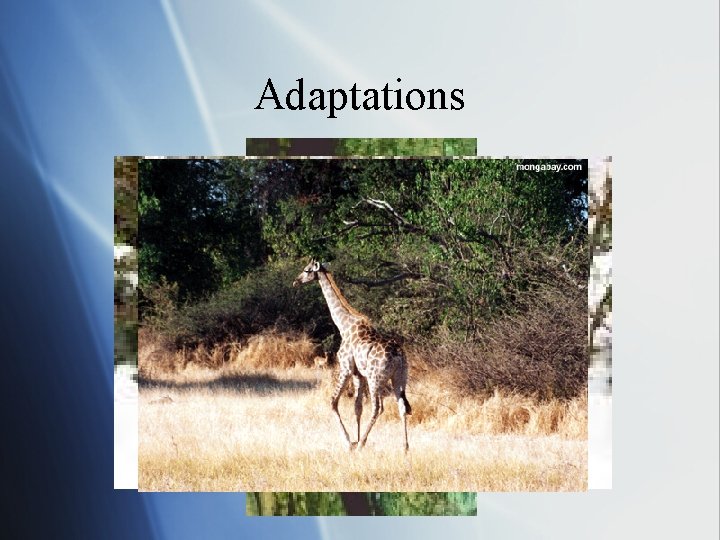 Adaptations 